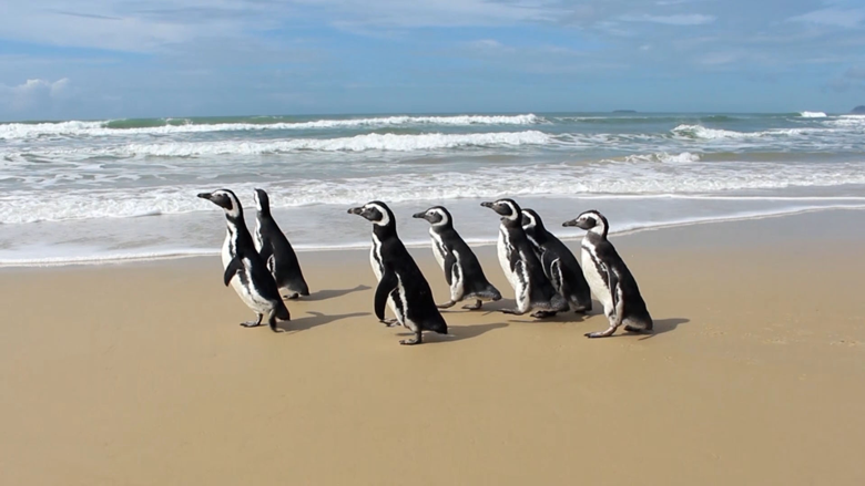 2018-10-22 - Programa Terra e mar - soltura de pinguins do Programa R3 Animal , parceiro do projeto . Florianópolis SC.png