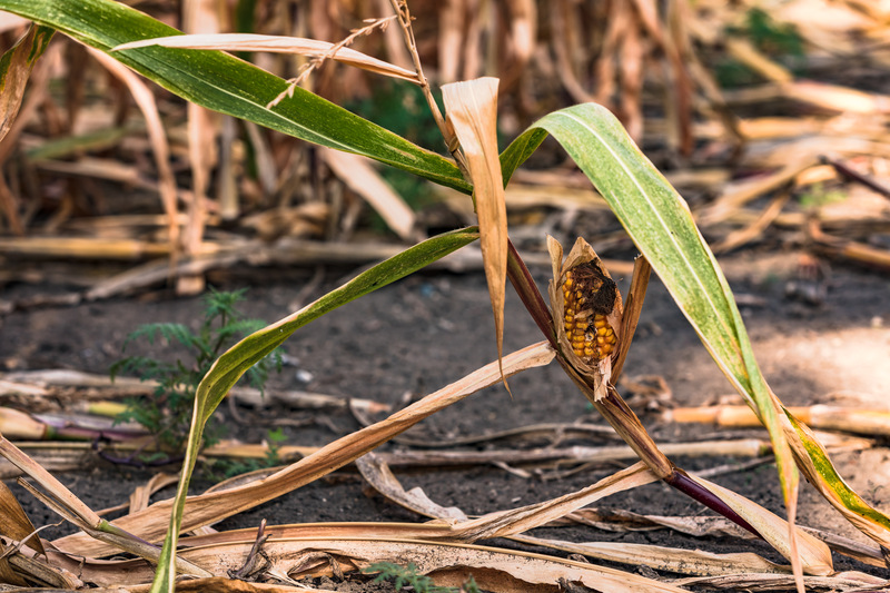 aquecimento global vai afetar culturas agrícolas, observa professor da Univali_8.4.2024.jpg