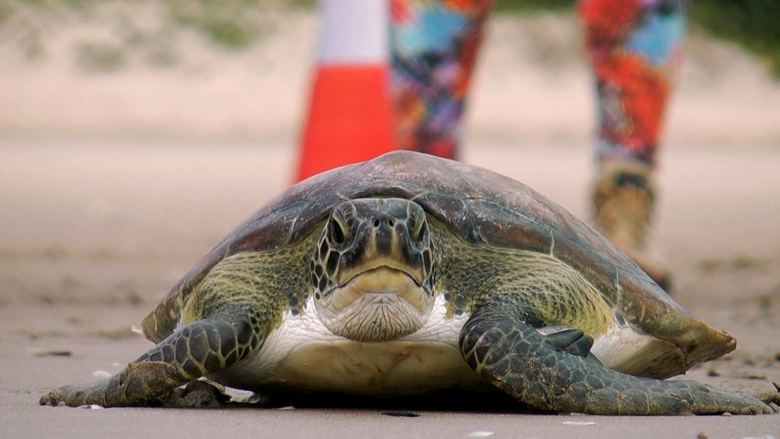 2018-10-22- Programa Terra e Mar  - Chelonia Mydas , a tartatuga verde sendo solta depois de recuperada  , Itajaí SC.png