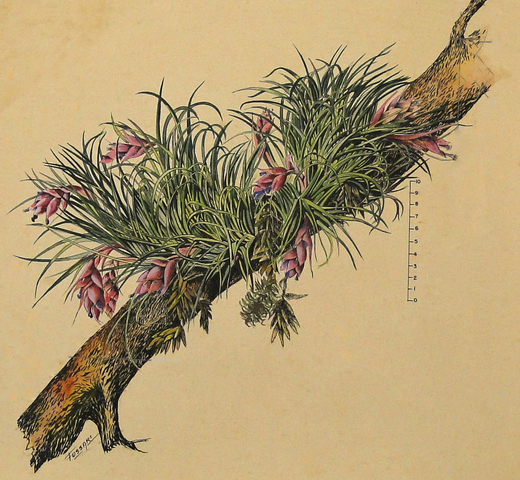 12. Tillandsia stricta Sol_herbario barbosa rodrigues_12062023.jpg