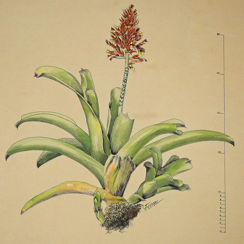 Aechmea caudata Lindm_herbario barbosa rodrigues_12062023.jpg