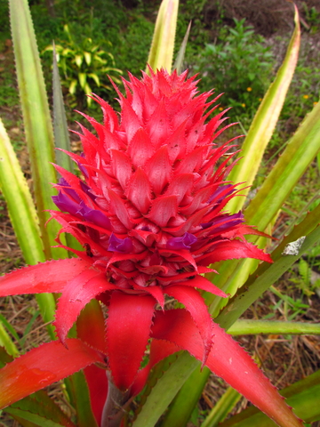 Ananas bracteatus_herbario barbosa rodrigues_12062023.jpg