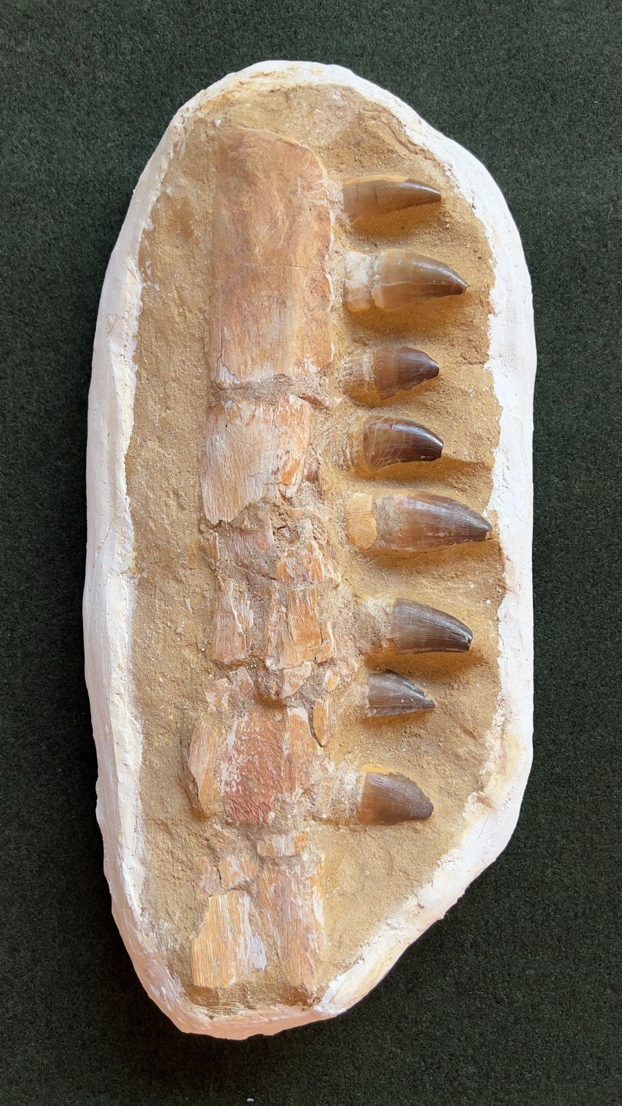 Mandíbula mosassauro do Marrocos com 66 milhões de anos.jpg
